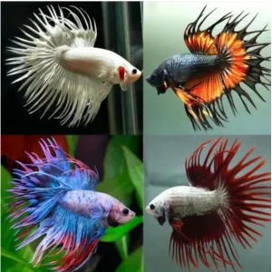 CROWN TAIL MALE BETTA [ IMPORTED FROM THAILAND]