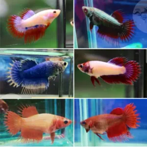 CROWN TAIL FEMALE [IMPORTED FROM THAILAND]