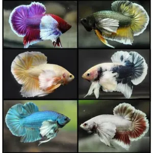 DUMBO EAR PLAKAT  [#FROM THAILAND 🇹🇭]  male