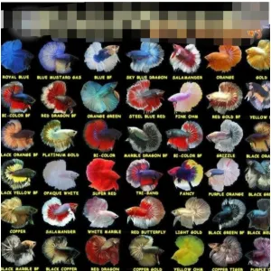OHM BETTA MALES #mixed random piece [IMPORTED FROM THAILAND]