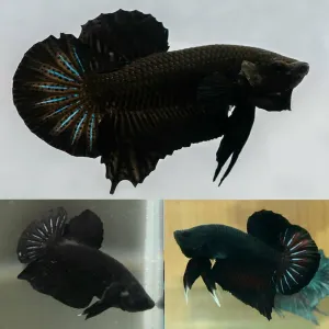 JET BLACK  PLAKAT male