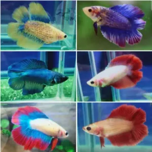 DOUBLE TAIL FEMALE BETA [IMPORTED FROM THAILAND]