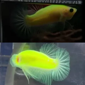 GLOW BETTA  (MALE ) TOP QUALITY 