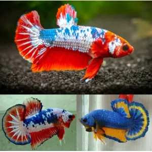 FANCY PLAKAT PAIRS [#FROM THAILAND 🇹🇭 ] MALE,  FEMALE & PAIRS 