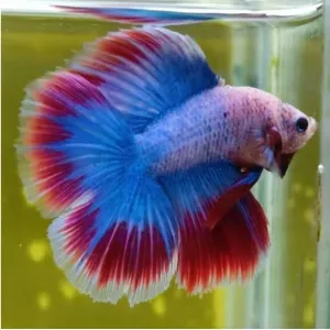 DOUBLE TAIL OHM MALE BETTA [ IMPORTED FROM THAILAND]