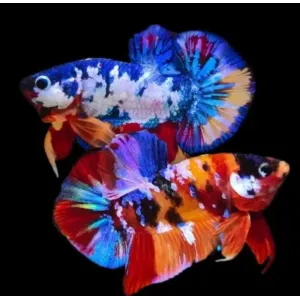 NEMO GALAXY MALE