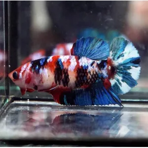 RED GALAXY FEMALE