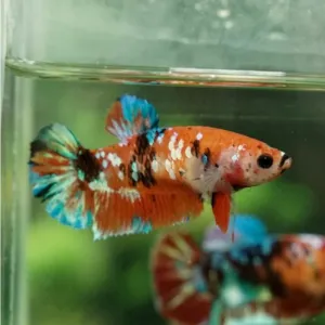 NEMO GALAXY FEMALE