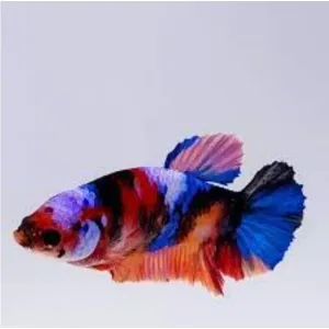 MULTI COLOR GALAXY @FEMALE #IMPORTED