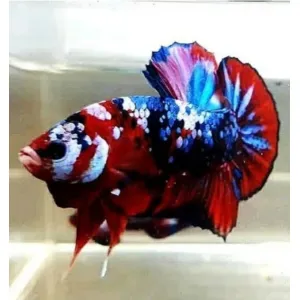 RED GALAXY MALE