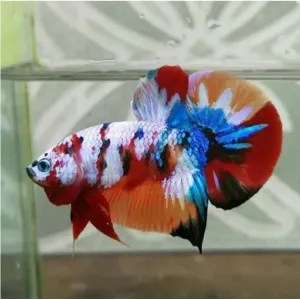 MULTI COLOR GALAXY MALES HIGH QUALITY #IMPORTED
