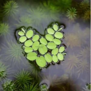 SALVINIA 
