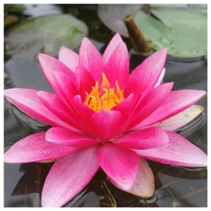 PINK LILY PLANTS 