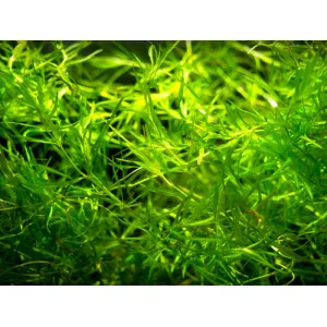 GUPPY GRASS 