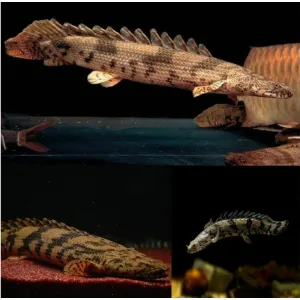 ENDLICHERI SENAGAL ( 3inches ) big