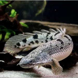 DELHEZI BICHIR (3 inches)