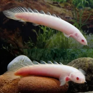 ALBINO SENEGAL (3 inches )