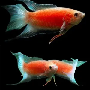 RED, ICE BLUE PARADISE 