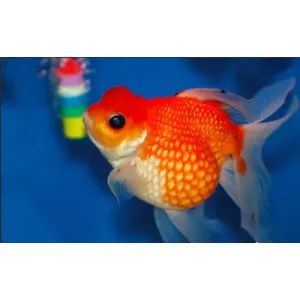 HIGH FIN PEARL SCALE GOLD 