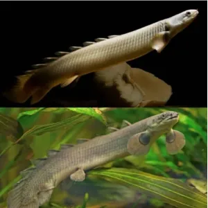 GREEN SENEGAL ( Polypterus senegalus ) (2 inches)