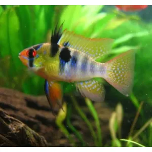 GERMAN RAM semi adult 