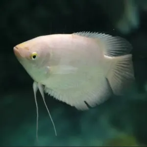 ALBINO GAINT GOURAMI 2.8 to 3  INCHE 