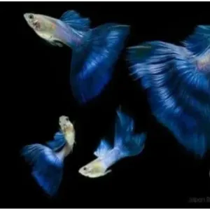 JAPANESE BLUE GUPPY PAIR 