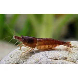 Choco SHRIMP 