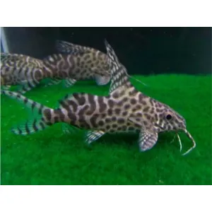 FEATHERFIN SYNODONTS CATFISH (2 inches )