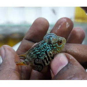  NEW VIP GENERATION (2 INCHES) FLOWERHORN ( with head) 🌟🌟🌟👌100%