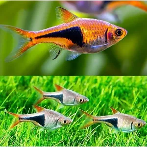 HERLIQUIN RASBORA 