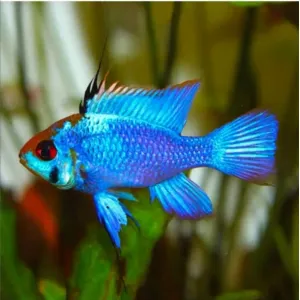 ELECTRIC BLUE RAM (ADULT & SEMIADULT)