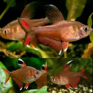 ROSI TETRA 