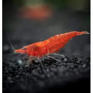 RED SHRIMP normal 