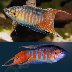BLUE PARADISE GOURAMI 