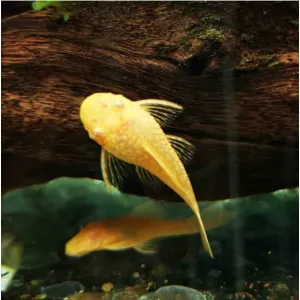 ALBINO BRISTALNOSE PLECO ( 1.5 inche)