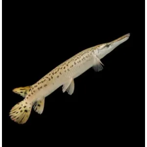 ALIGATOR GAR ( 3 inches )