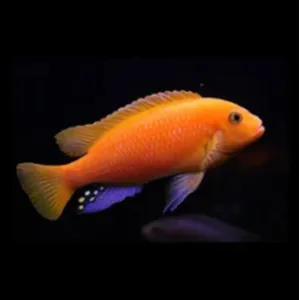 RED ZEBRA CICHLID 3 INCHES 