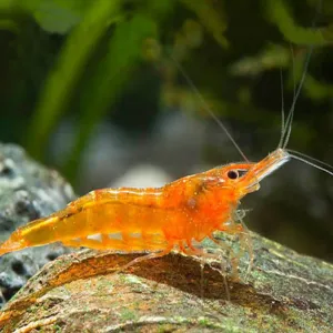 ORANGE SHRIMP 