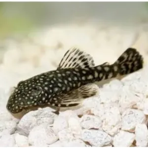 BRISTALNOSE PLECO 1.5 INCHES 