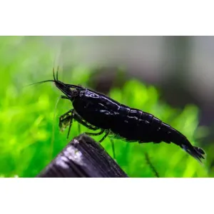 Black Shrimp