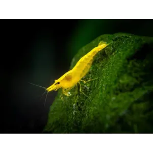 Yellow Shrimp