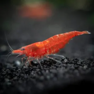 Red Cherry
