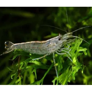 Ghost Shrimp