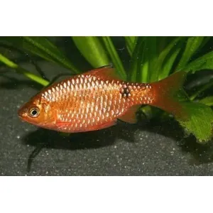 Rossy Barb