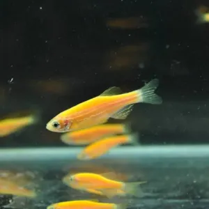 Yellow Zebrafish 