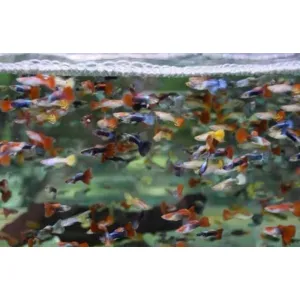 Mixed Guppy