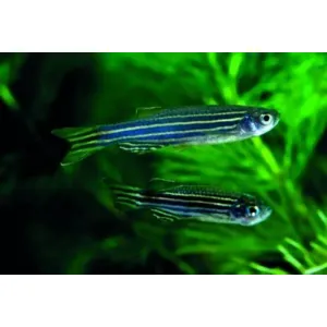 Blue Zebrafish