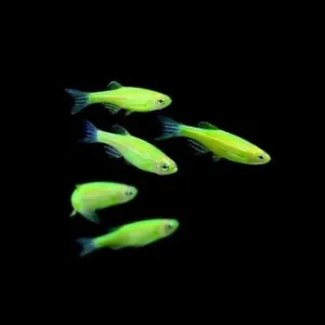 Green Zebrafish