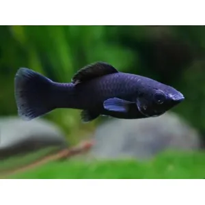 Black Molly